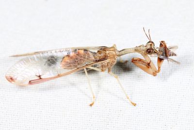  Four-spotted Mantidfly - Dicromantispa interrupta)
