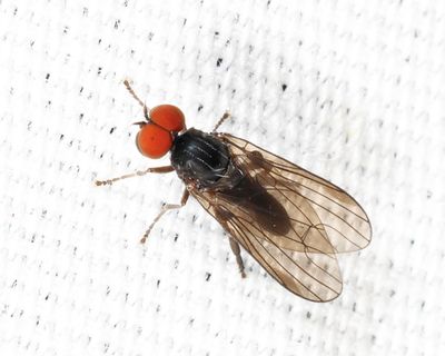 Flat-footed Flies - Platypezidae