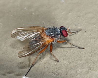 Phaonia bysia