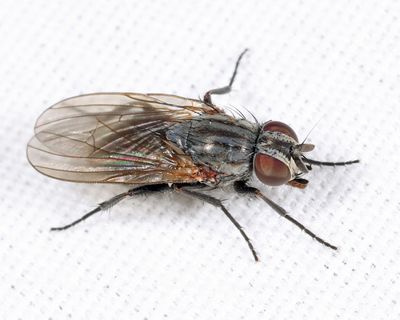 Muscid Flies - Fanniidae