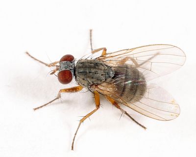 Muscid Flies - Muscidae