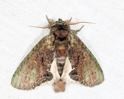 Noctuoidea