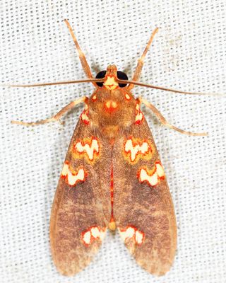 Coiffaitarctia steniptera