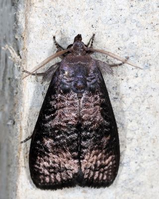 Noctuidae