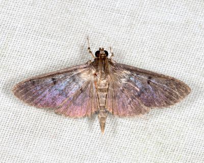 Herpetogramma sp.