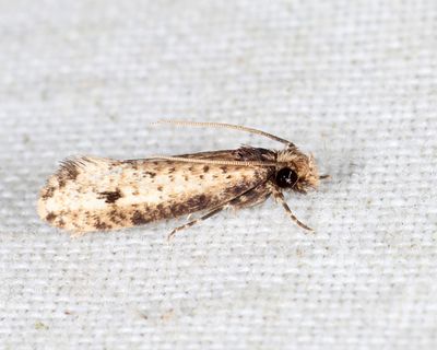 Tineidae