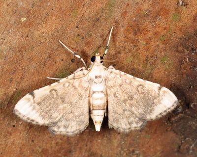 Crambidae