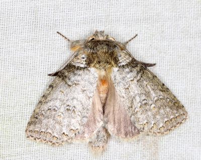 Meragisa sp.