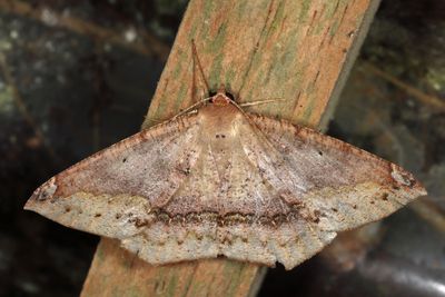 Herbita sp.
