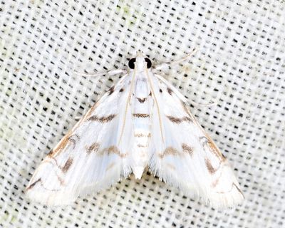 Neurophyseta camptogrammalis