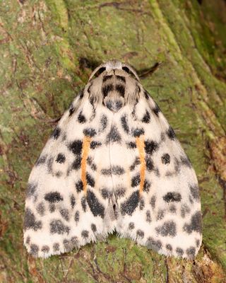 Clemensia leopardina
