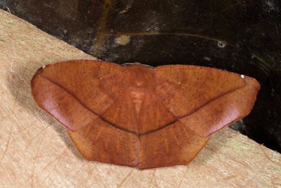 Herbita medama