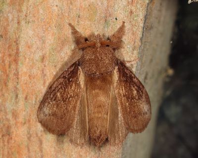 Euglyphis erebina