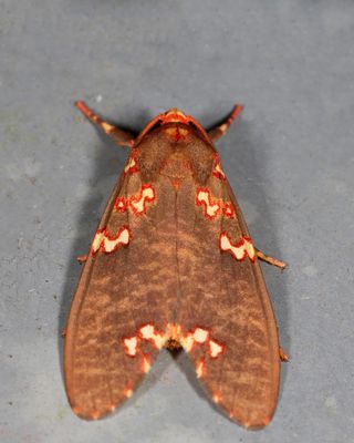 Coiffaitarctia steniptera