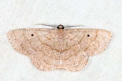 Parilexia proditata