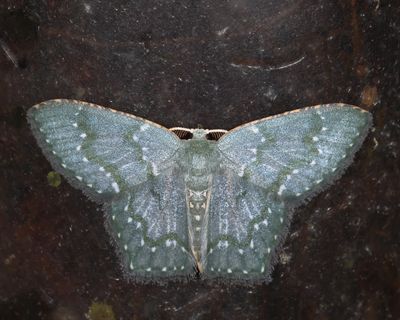 Chloropteryx diluta