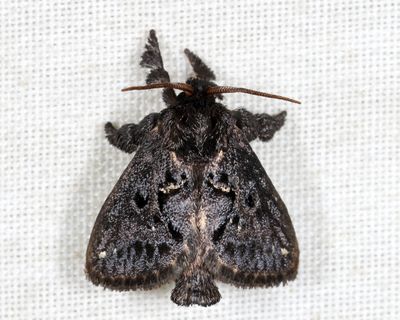 Complex Euclea plugma