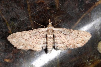 Eupithecia sp.