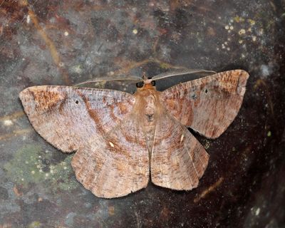 Thysanopyga casperia
