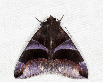 Dysgonia purpurata