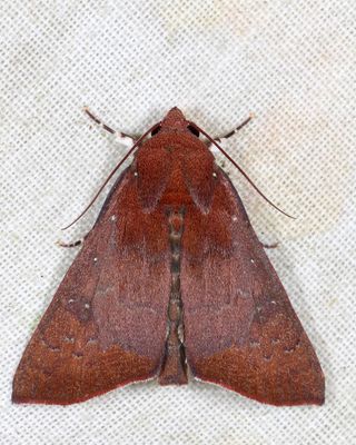 Okra Leafworm Moth (Anomis illita)