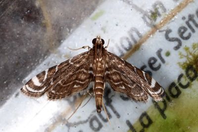Crambidae