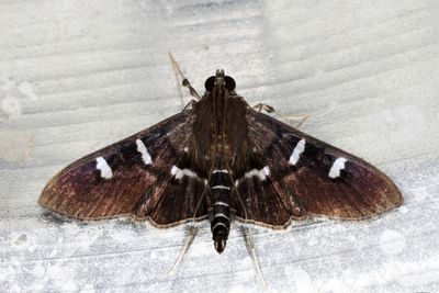 Desmia sp.