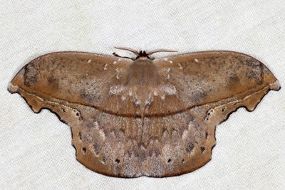 Oxytenis nubila