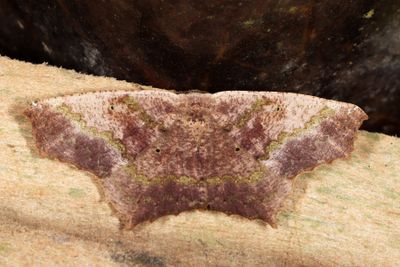 Paragonia procidaria
