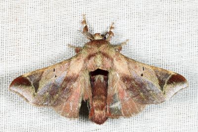 Quentalia numalia