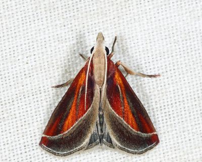 Tamyra ignitalis