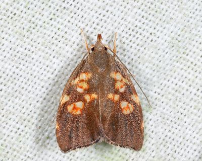 Arctiinae