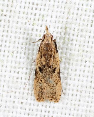 Monochroa sp.