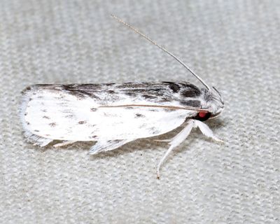 Gelechioidea