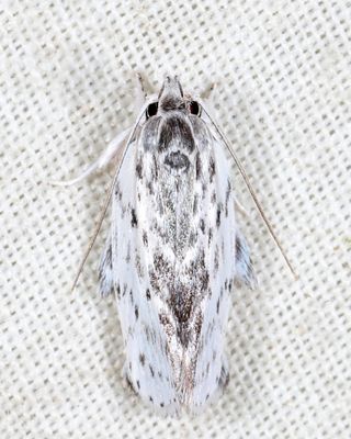 Gelechioidea