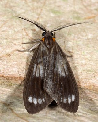 Chrysoglossa norburyi