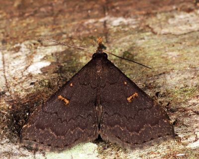 Herminiinae