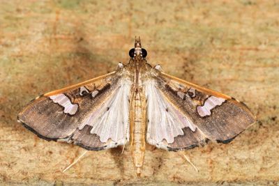 Mung Bean Moth (Maruca vitrata)