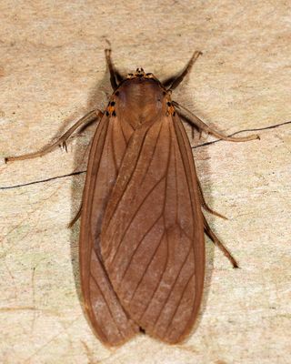 Pelochyta affinis