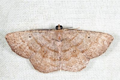 Parilexia proditata
