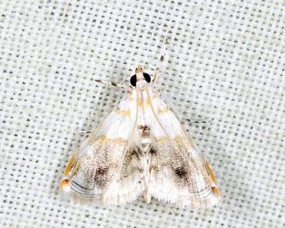 Crambidae