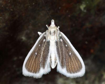 Costa Rica Moths 2024