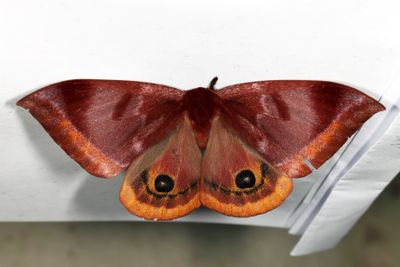 Automeris phrynon