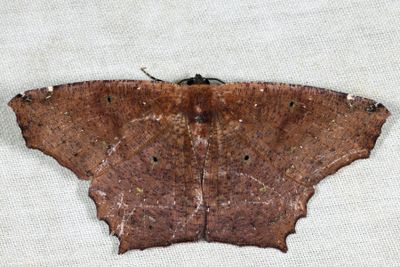 Paragonia sp.