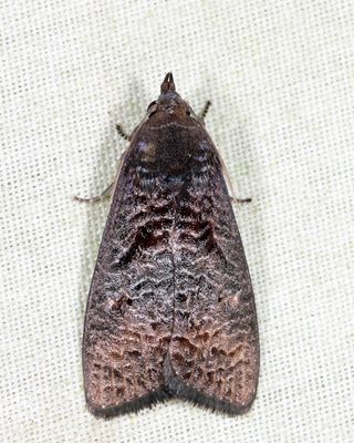 Noctuoidea