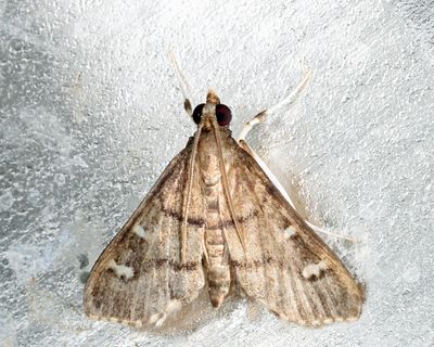 Spilomelinae