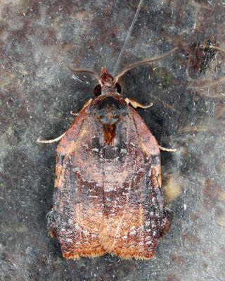 Tortricidae