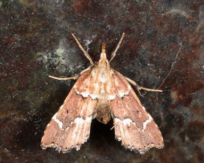 Spilomelinae