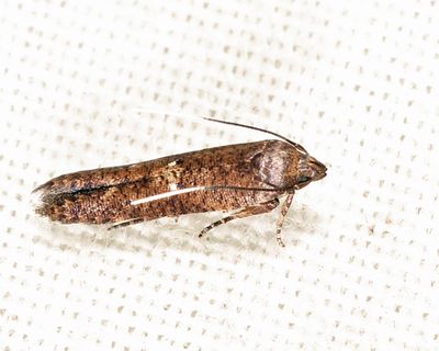 Gelechioidea