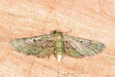 Eupithecia sp.